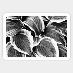 Hosta Leaves In The Rain 3 Sticker